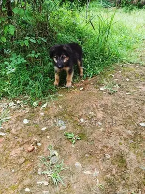 German Shepherd Long Coat Puppy