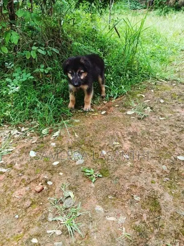 German Shepherd Long Coat Puppy