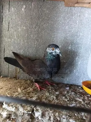 Pigeons