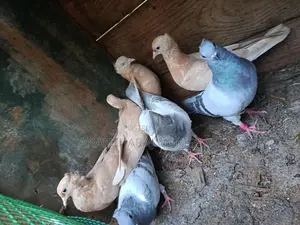 Pigeons
