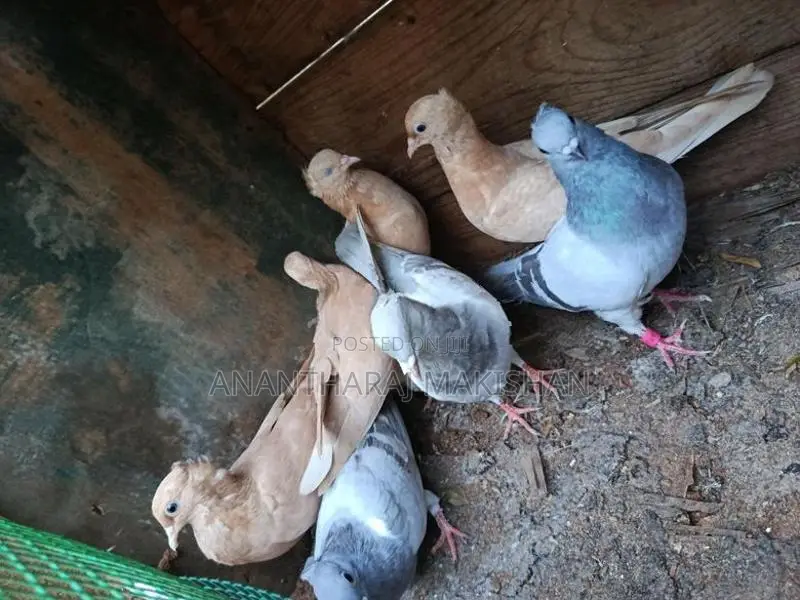 Pigeons