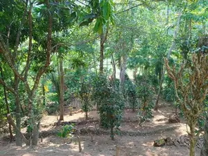 Land for Sale Peradeniya