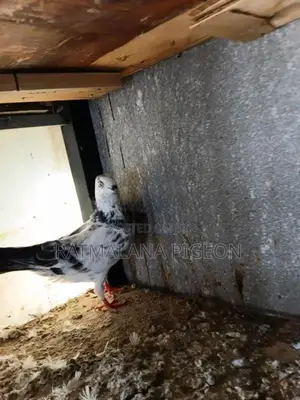 Pigeons