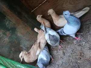 Pigeons