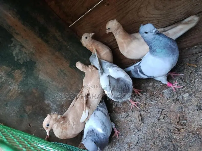 Pigeons