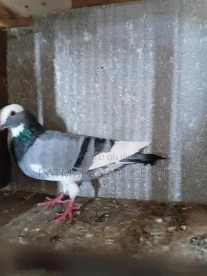 Pigeons