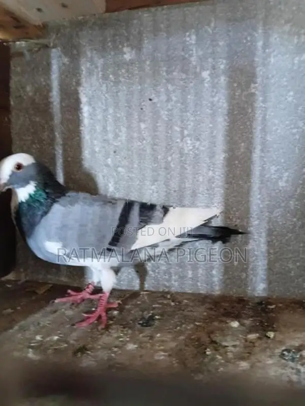 Pigeons