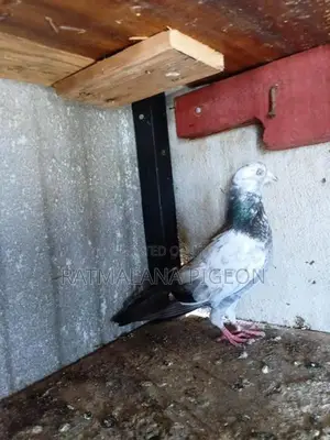 Pigeons