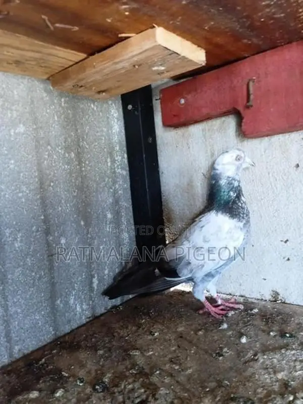 Pigeons