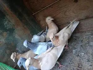 Pigeons