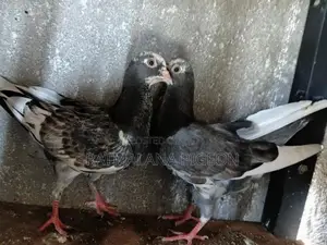 Pigeons