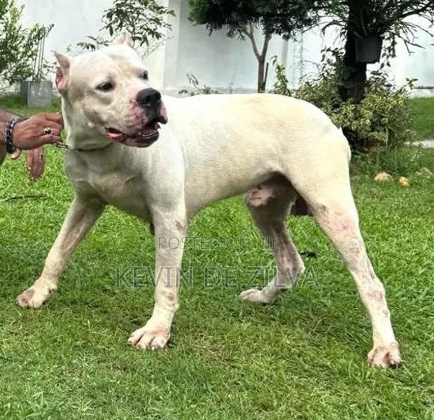 Dogo Argentino