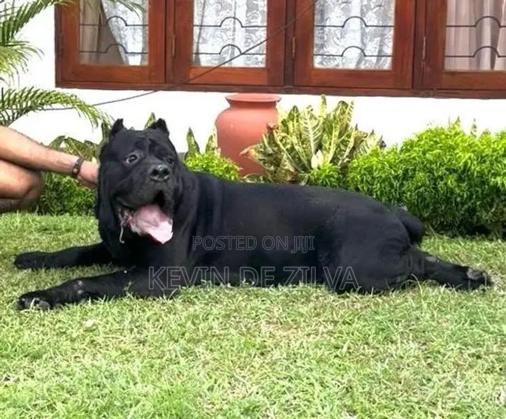 Cane Corso Dog