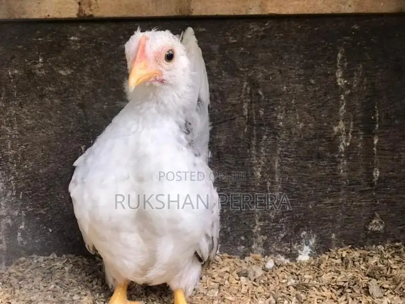 Japanese Bantam