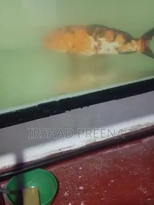Fish Tank with