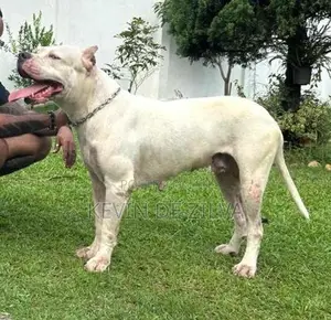 Dogo Argentino