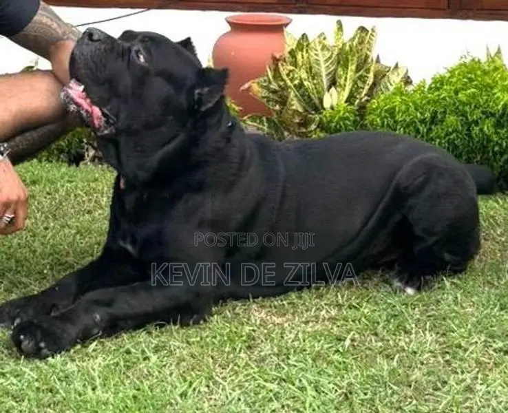Cane Corso Dog