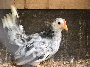 Japanese Bantam