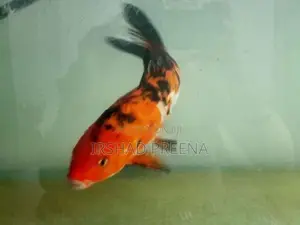 Fish Tank with