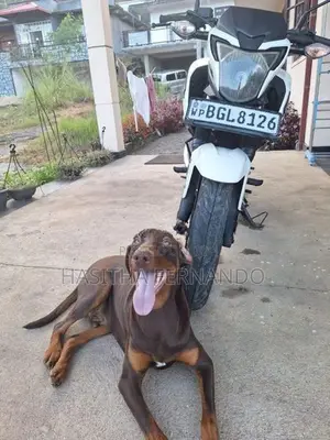 Honda CB Hornet 160R 2018