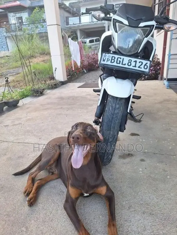 Honda CB Hornet 160R 2018