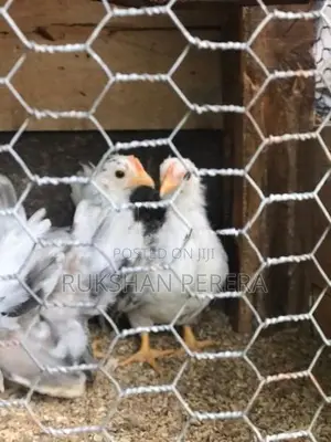 Japanese Bantam