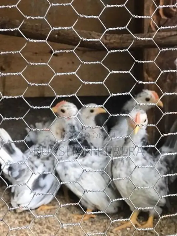Japanese Bantam