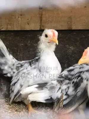 Japanese Bantam
