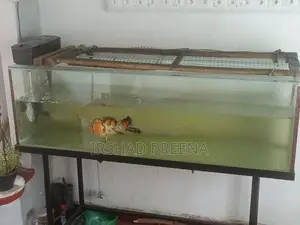 Fish Tank with