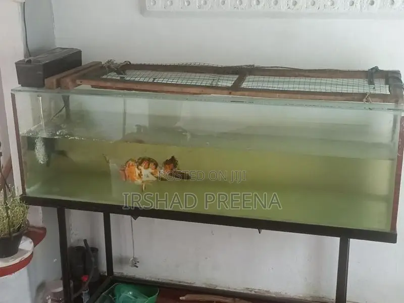 Fish Tank with