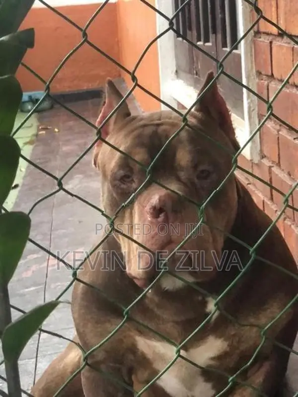 Male American Bully – 4½ Years