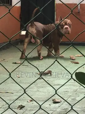Male American Bully – 4½ Years