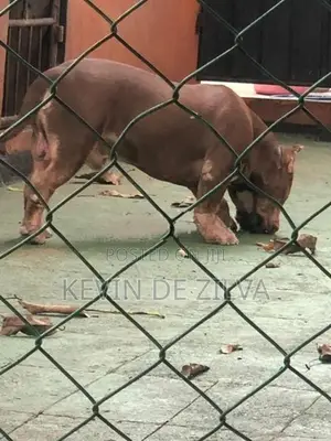 Male American Bully – 4½ Years