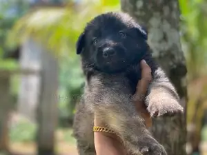 German Sheperd Puppy