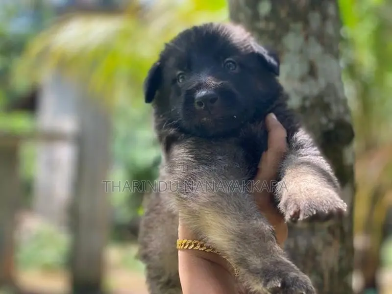 German Sheperd Puppy