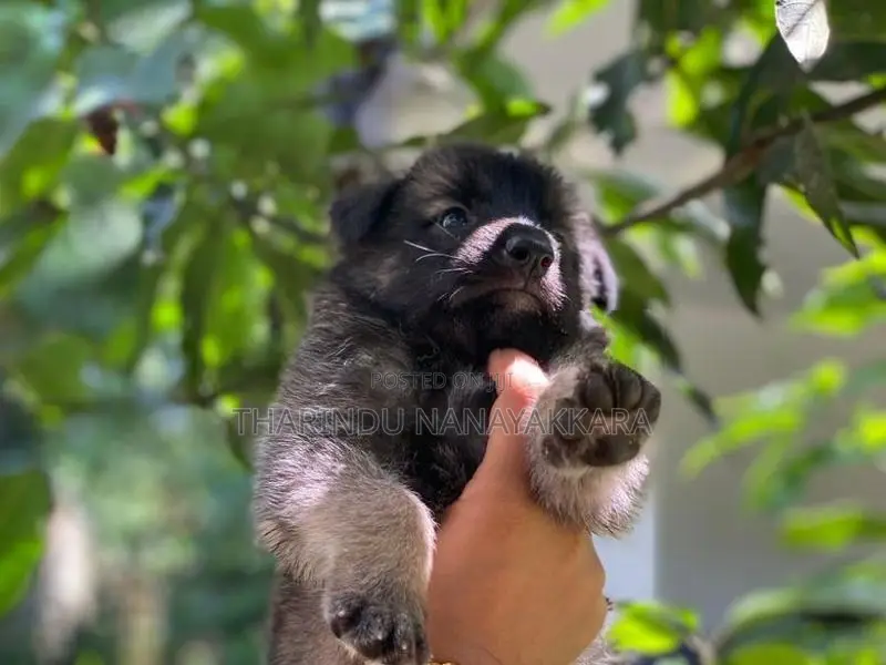 German Sheperd Puppy