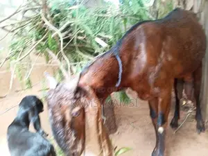 Farm Goats