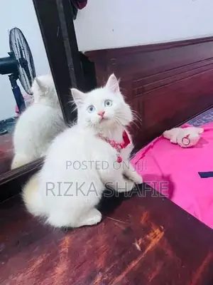 Persian Cat