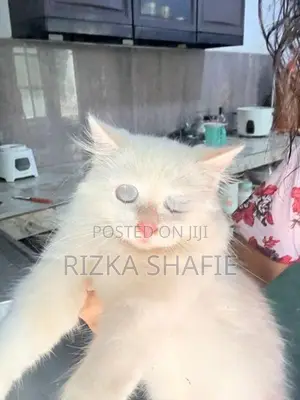 Persian Cat