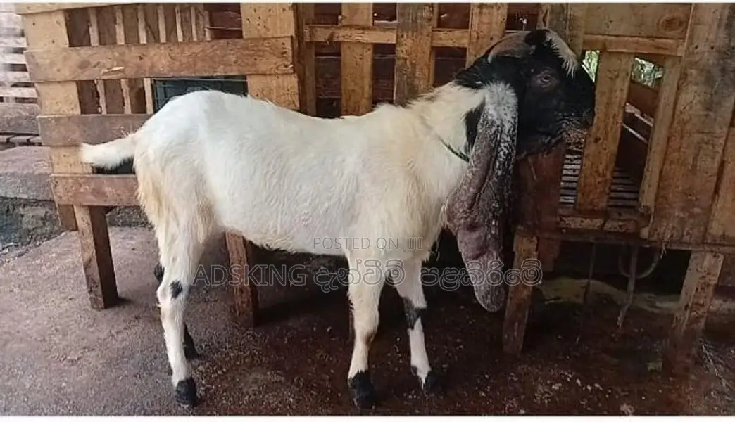 Jamunapaari Goats