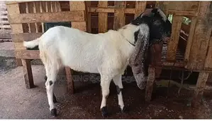 Jamunapaari Goats