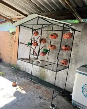 Birds Cage
