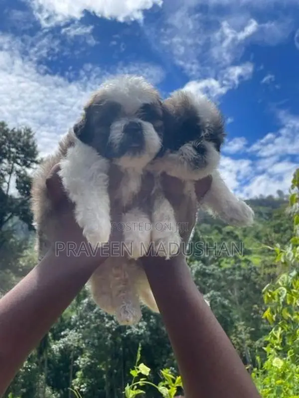 Shihtzu Puppies