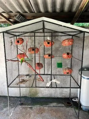 Birds Cage