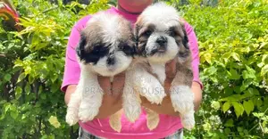 Shihtzu Puppies