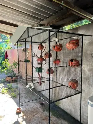 Birds Cage