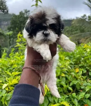 Shihtzu Puppies