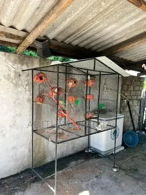 Birds Cage