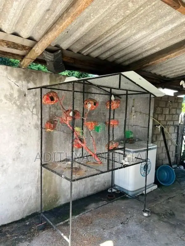 Birds Cage