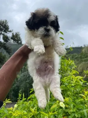 Shihtzu Puppies